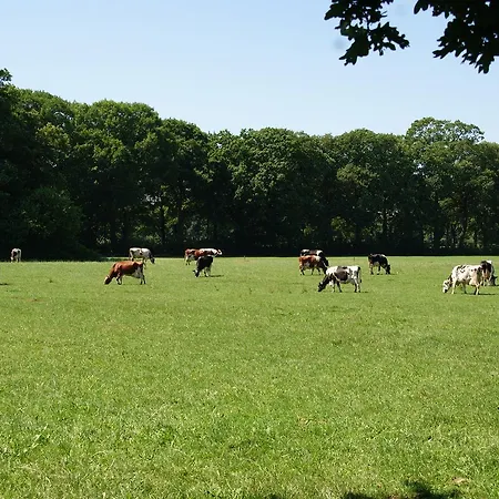 Bed & Breakfast Koersjes